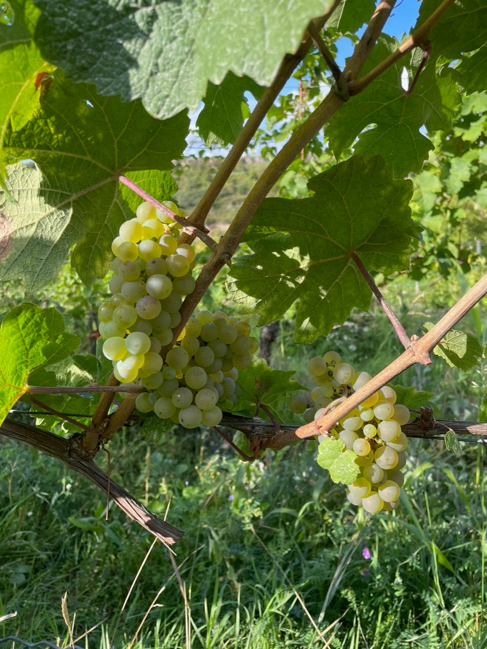 Riesling