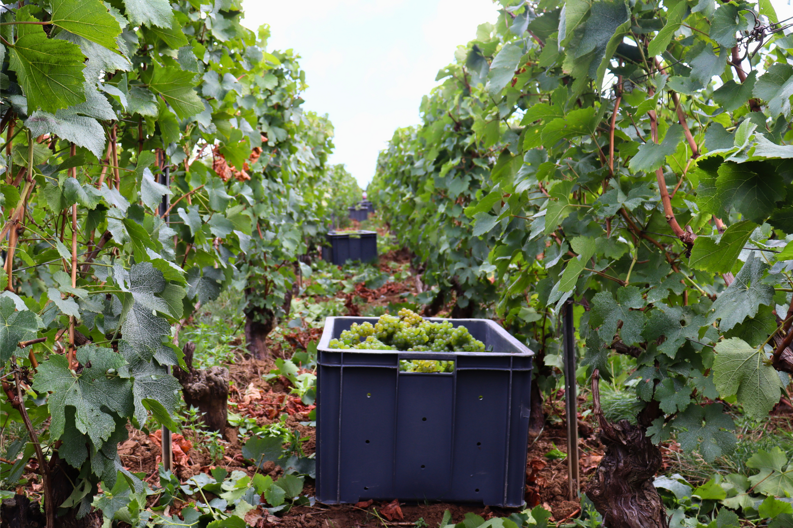 Domaine Lagille