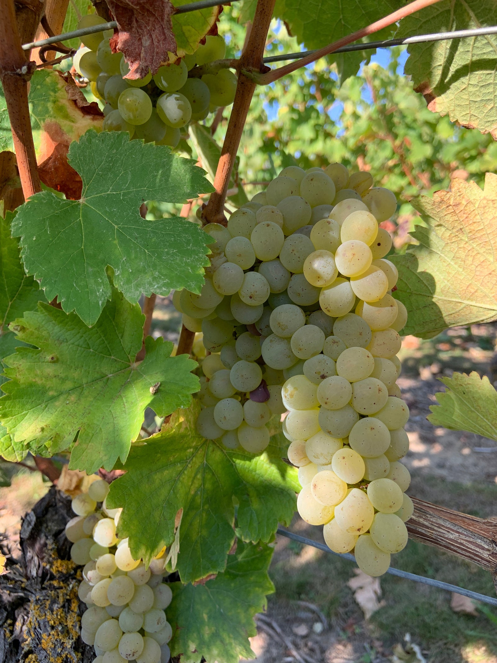 Sauvignon Blanc