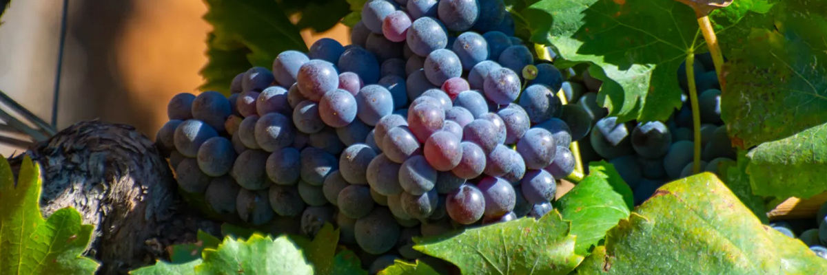 Cinsault