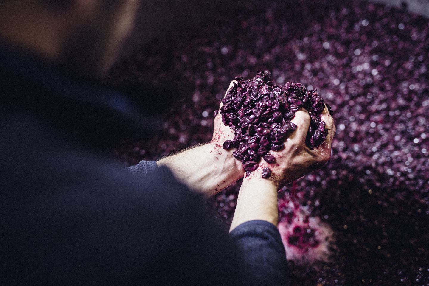 Syrah
