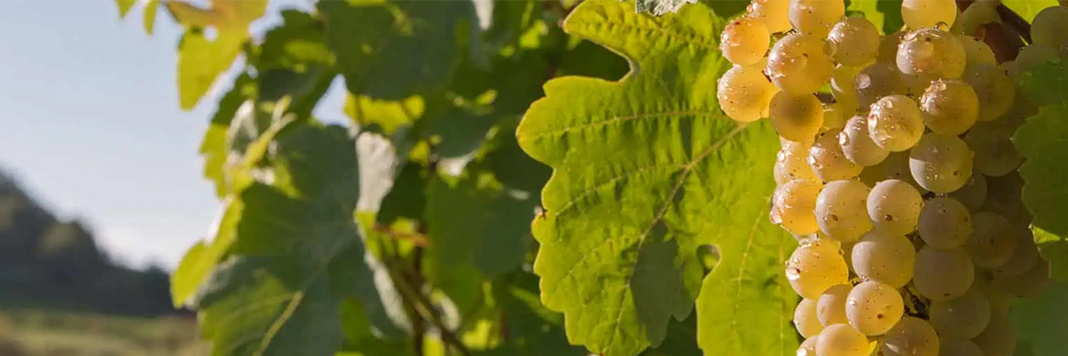 Marsanne