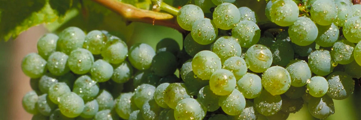 Silvaner