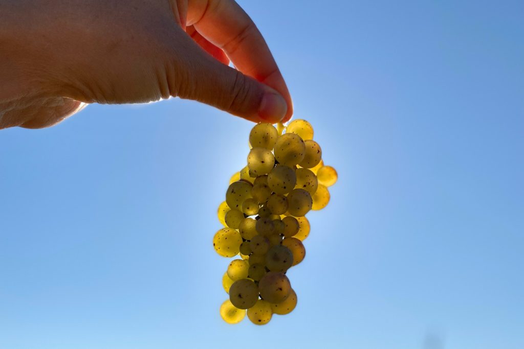 Chardonnay