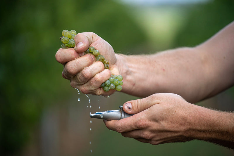 Weingut Andres – Weinberg