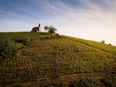 Domaine Valma – Weinberg