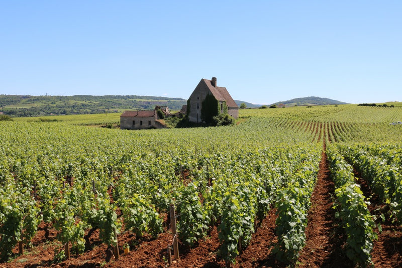 Maison Pierre Brisset – Weinberg