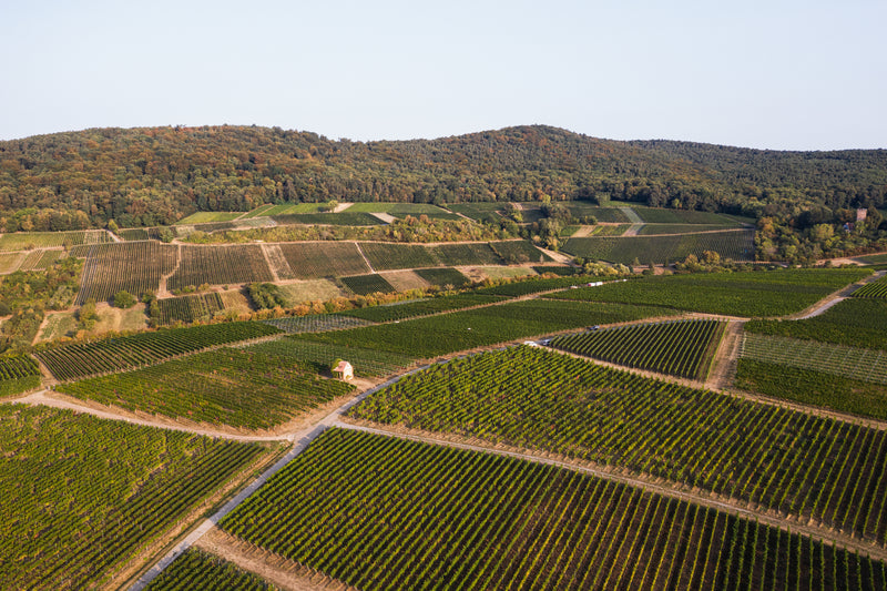 Jülg – Weinberg