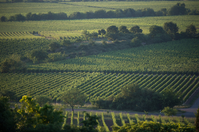 Haardt Hills – Weinberg