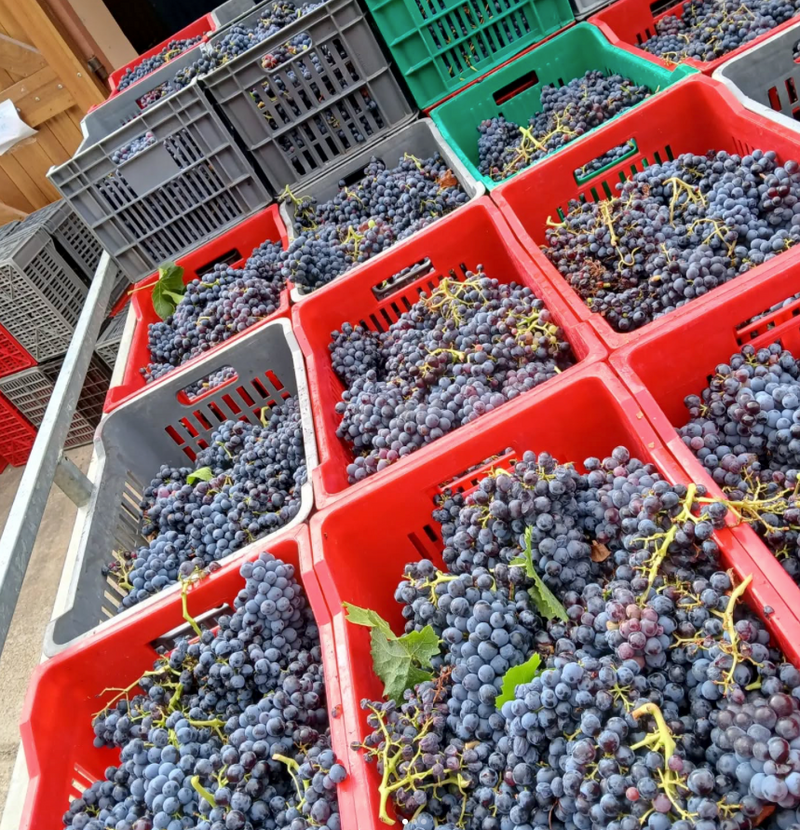Domaine de la Brillane – Weinberg