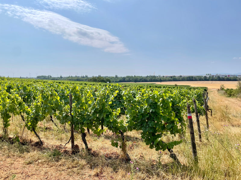 WongAmat by Jan Raumland – Weinberg