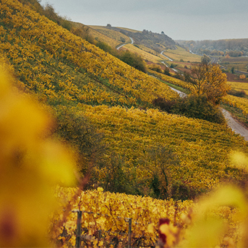 Roter Hang: Eine Reise durch das Riesling Paradies am Rhein (von Max Kaindl)