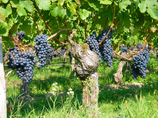 Merlot