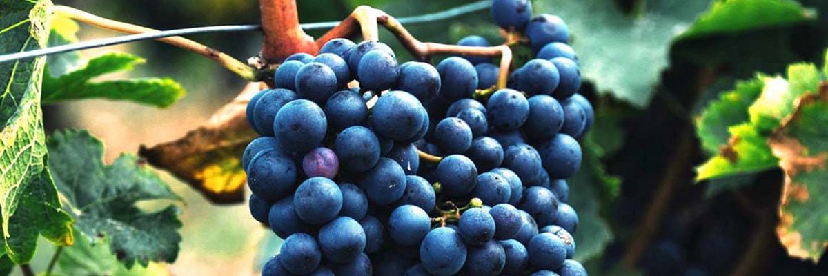 Carignan