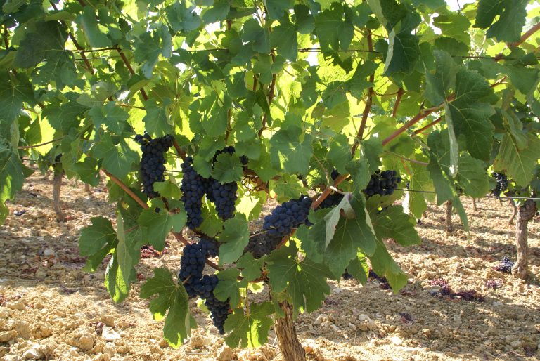 Grenache