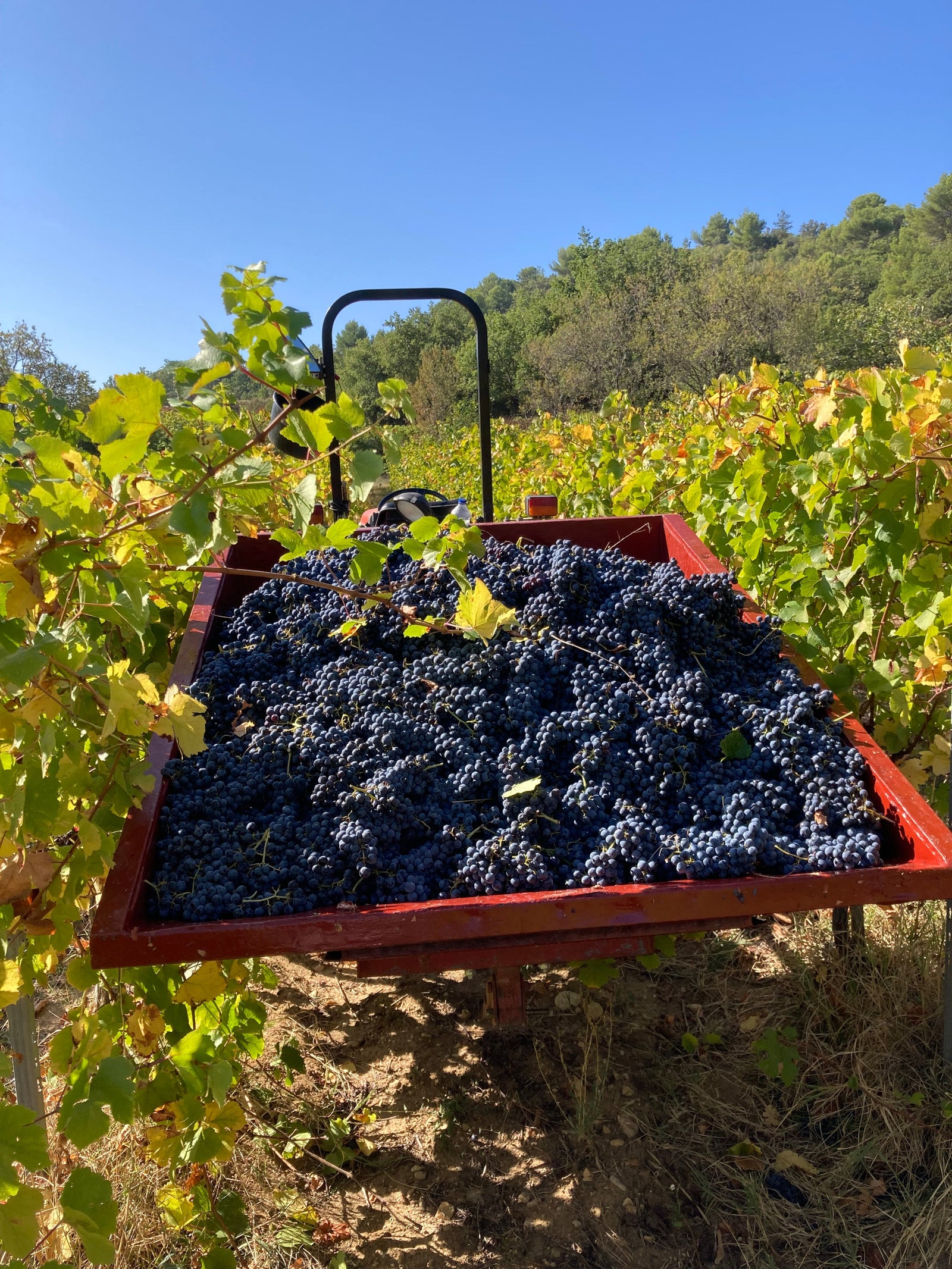 Cabernet Sauvignon