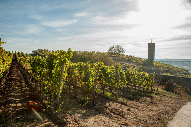 Heiligenblut  – Weinberg