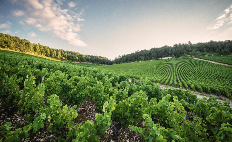 Rémy Massin & fils – Weinberg