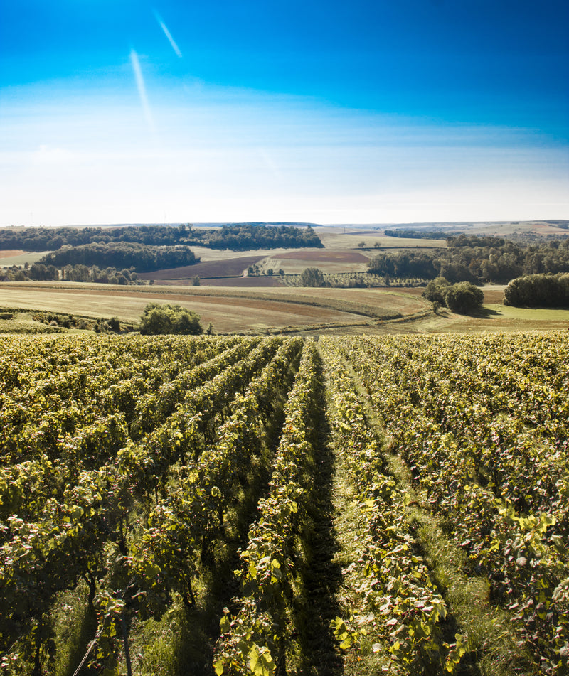 Domaine Lagille – Weinberg