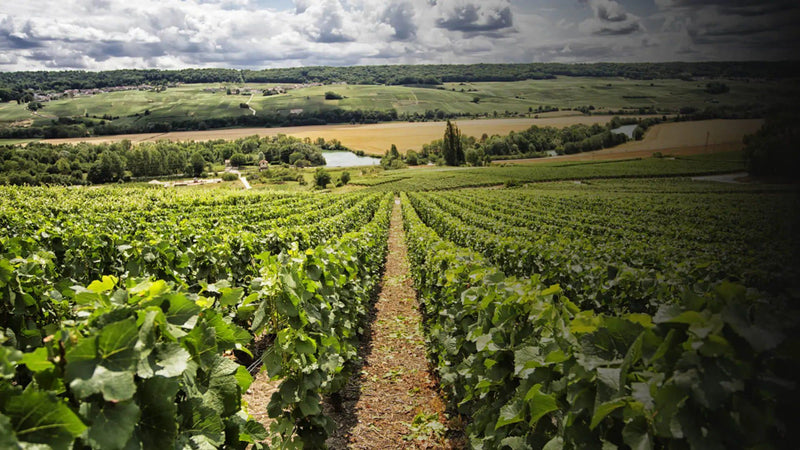 Champagne Mabe – Weinberg