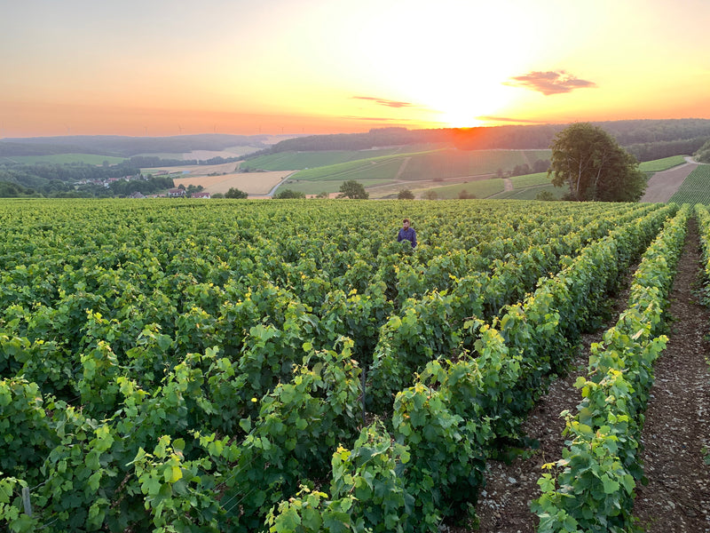 Champagne Laculle Frères – Weinberg